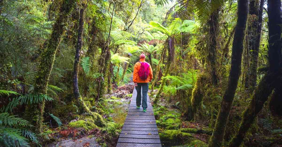 Person walking on bush track