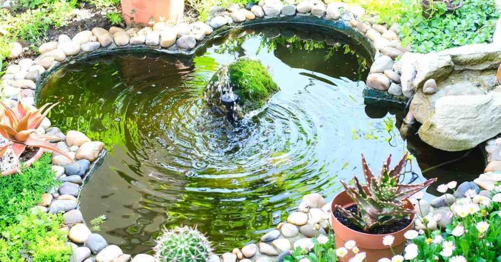 Garden pond with plants
