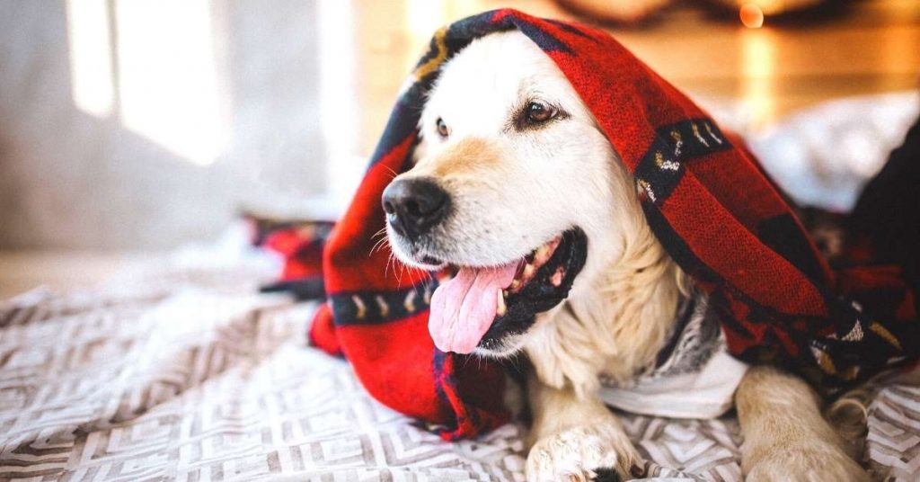 dog on bed under blanket