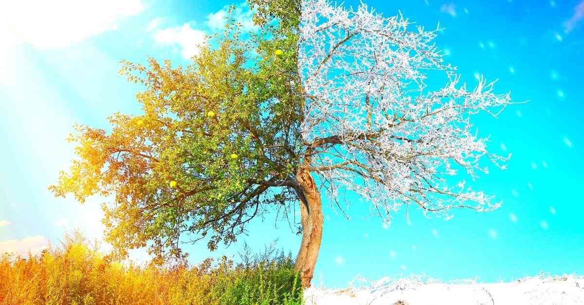 winter and summer tree